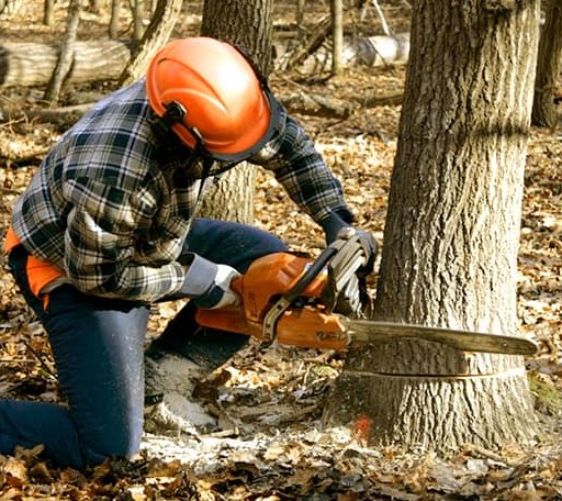 Tree Removal in Stockholm, NJ